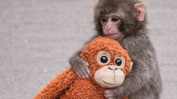 A Monkey That Packs A Punch